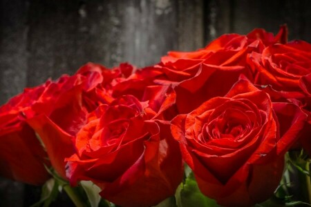 ramo de flores, brotes, macro, rosas