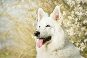 cane, viso, linguaggio, pastore, bianca