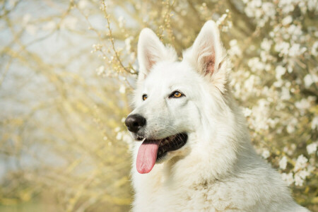 chien, visage, Langue, berger, blanc