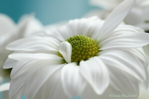 Margarita, flor, macro, blanco