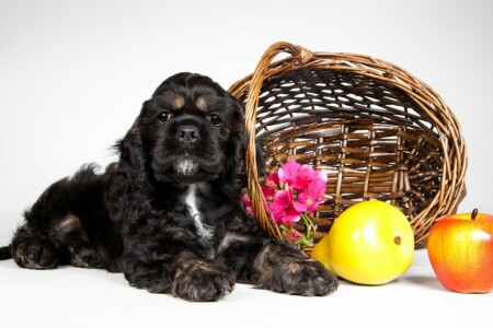 cesta, Cocker spaniel, fruta, cachorro