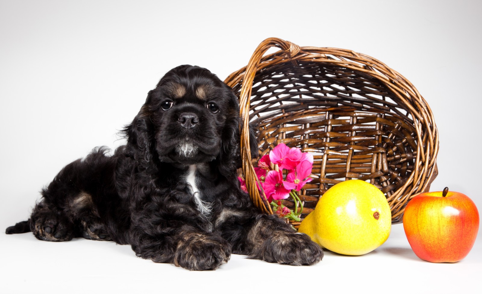 valp, korg, frukt, Cocker Spaniel