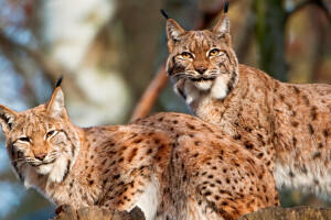 chat, forêt, Lynx, la nature, paire