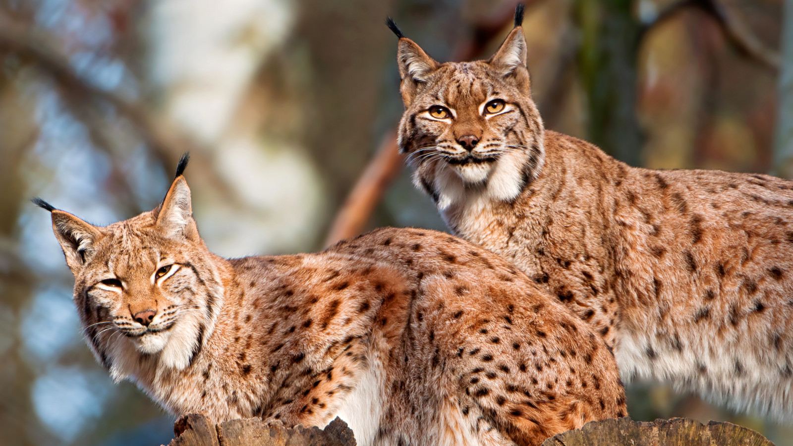 forest, nature, cat, pair, lynx