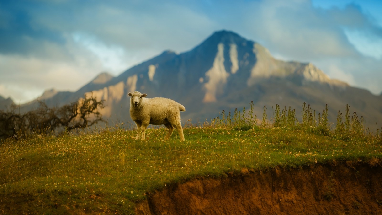 herbe, Le ciel, montagnes, mouton