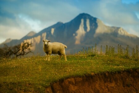 grass, mountains, sheep, the sky