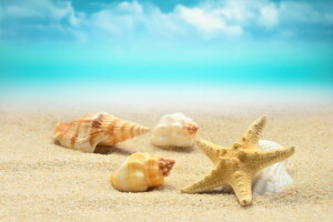 beach, blue, sand, sea, seashells, shell, shore, starfish