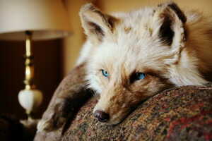 Tier, Ohren. wolle, Augen, Fuchs, Lügen, aussehen