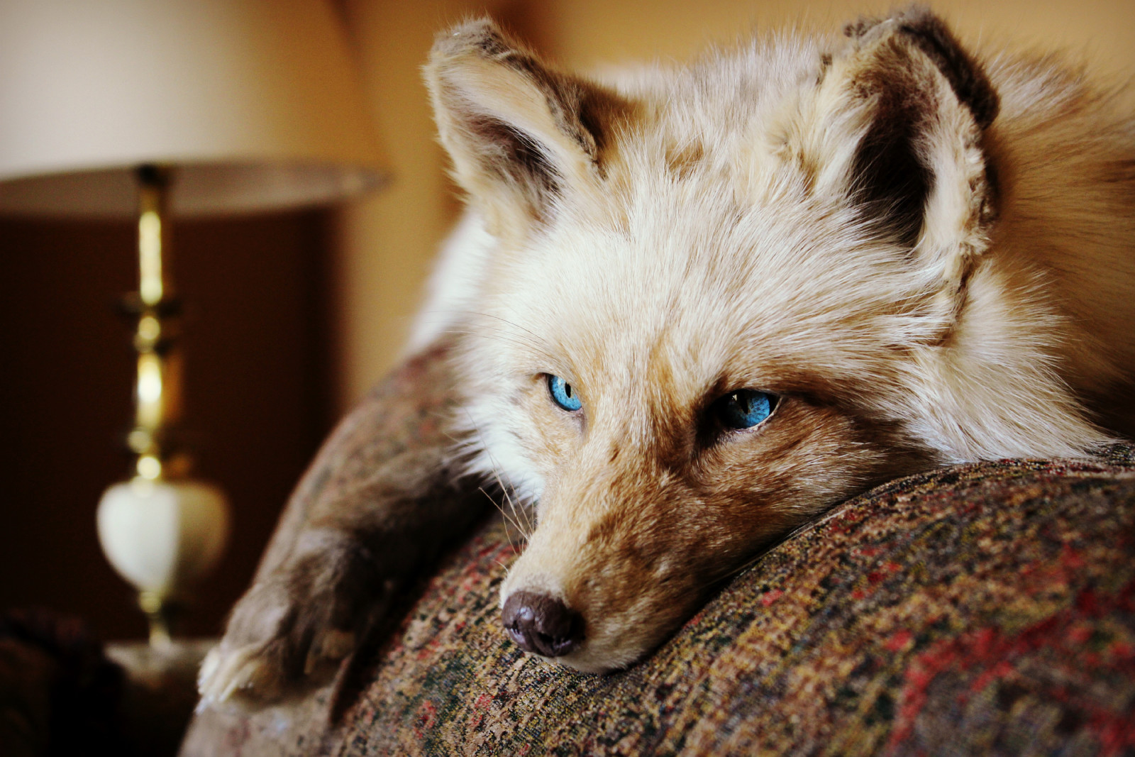 aussehen, Tier, Lügen, Augen, Fuchs, Ohren. wolle