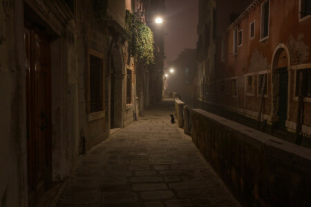 black, cat, home, in General Kote, lights, Morocco, night, OR