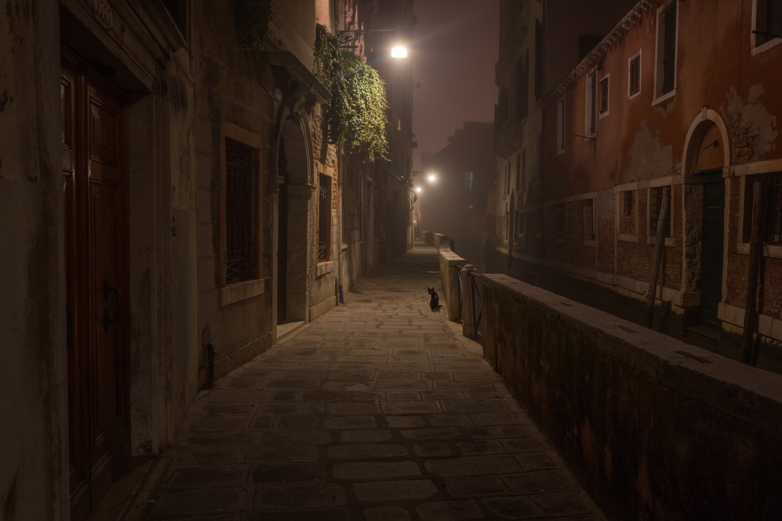 cat, street, black, lights, night, home, Morocco, OR