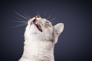 gato, face, presas, bigode