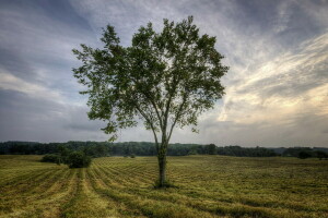 field, landscape, tree