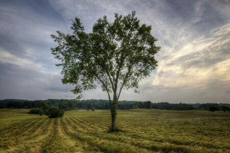 pole, krajina, strom