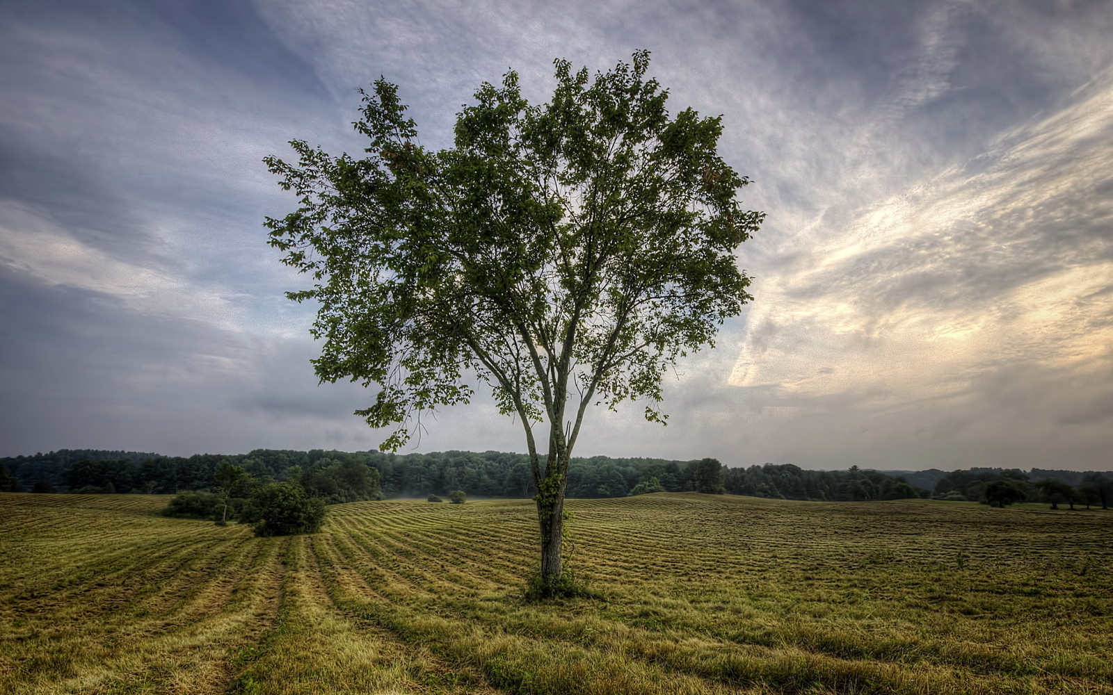 arbre, paysage, champ