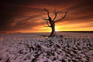 champ, le coucher du soleil, arbre