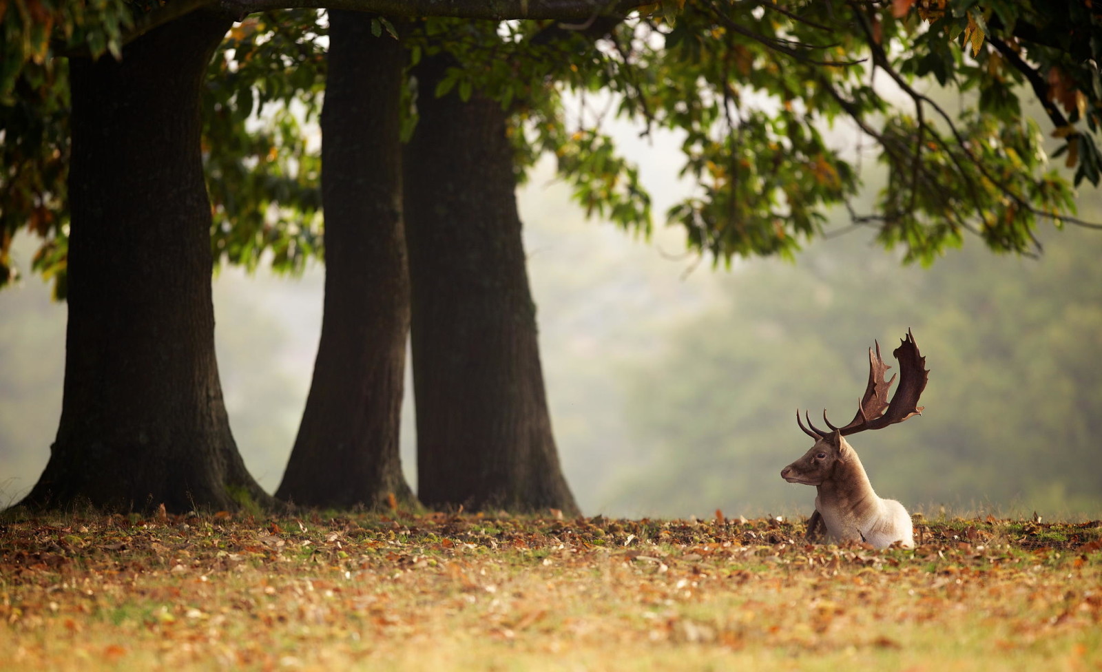 autumn, trees, leaves, animals, deer