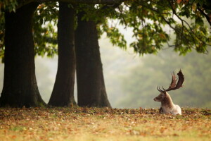 animaux, l'automne, cerf, feuilles, des arbres