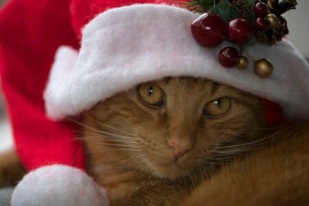 casquette, chat, Regardez, museau, rouge, Chat rouge