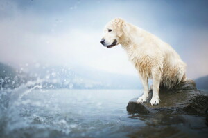 chien, chaque, Regardez, l'eau