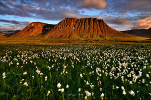 Island, Juli, Sumpfpflanze Cottongrass, Berge, Suganda Fjord, Sommer-, der Abend