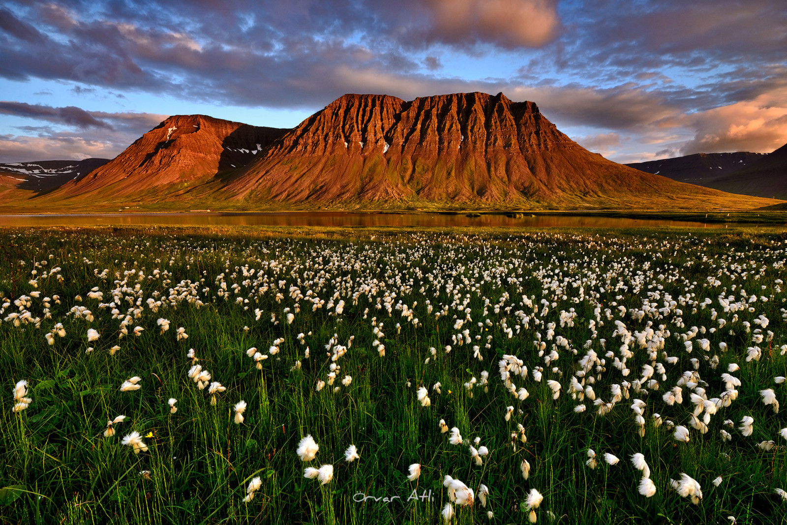 der Abend, Sommer-, Berge, Island, Juli, Sumpfpflanze Cottongrass, Suganda Fjord