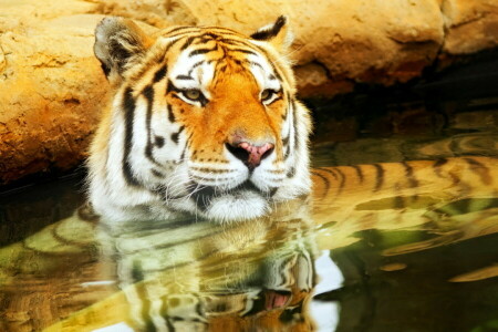 Hintergrund, Natur, Tiger