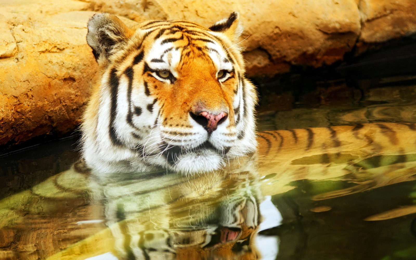 Natur, Hintergrund, Tiger