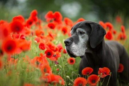 dog, flowers, Maki