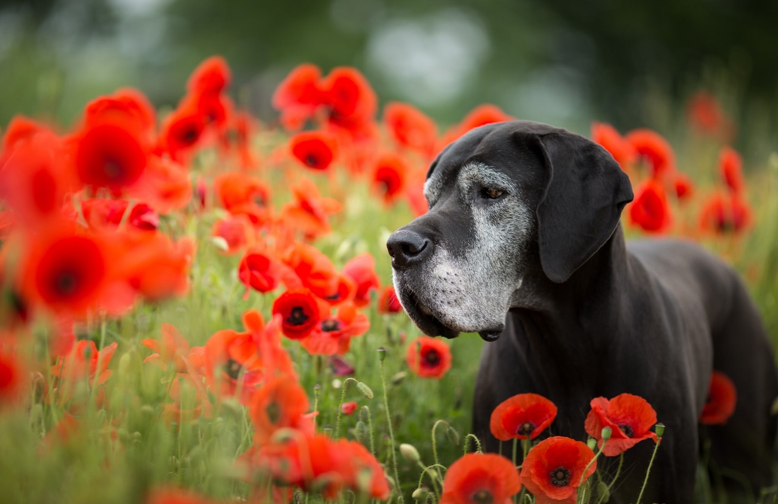 hund, blomster, Maki