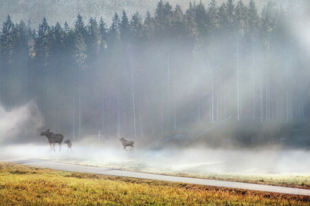 fog, moose, morning