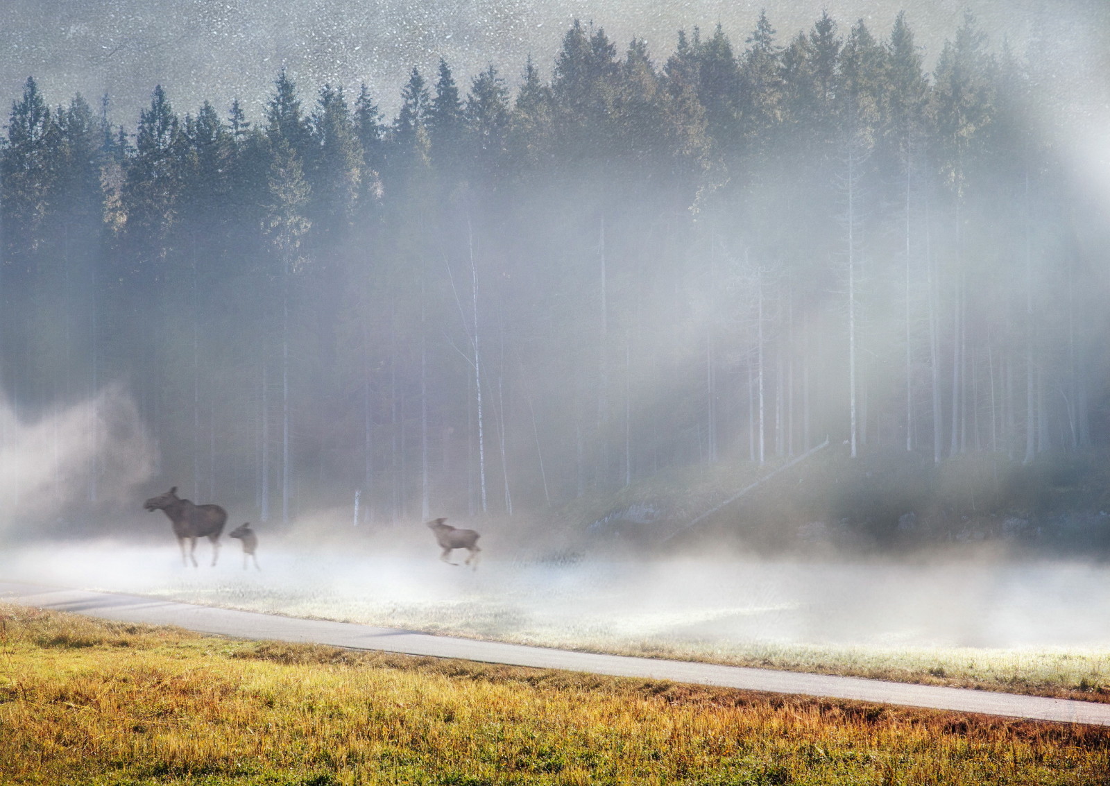 Morgen, Nebel, Elch