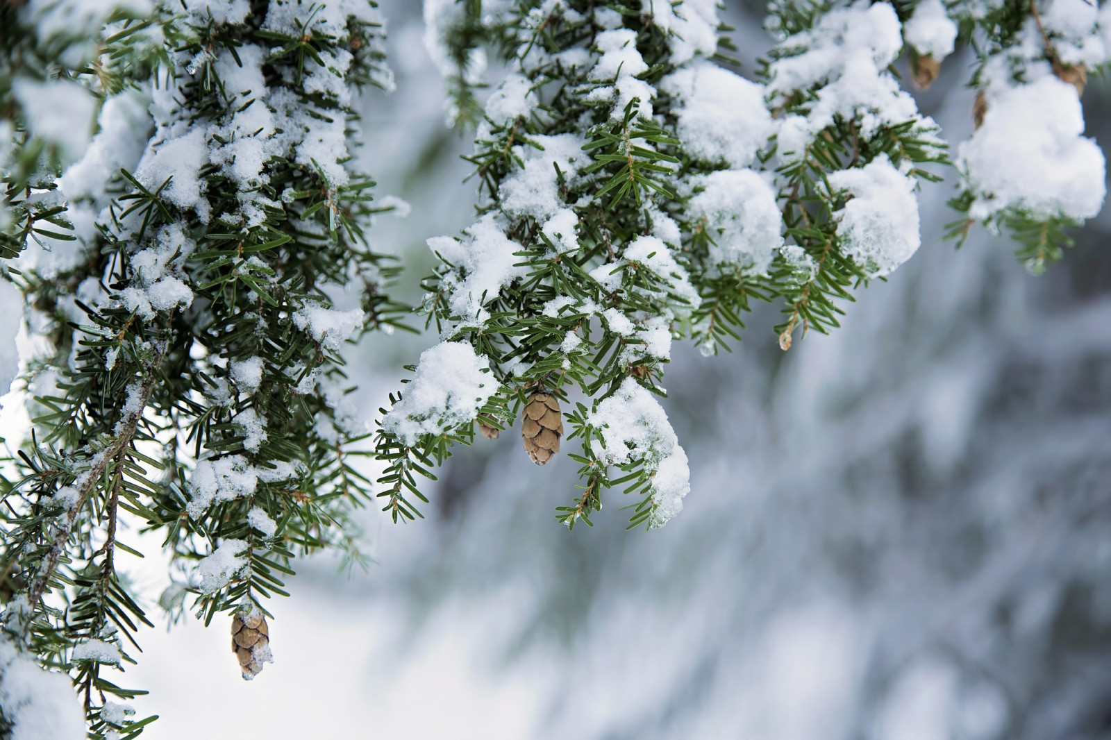 sneeuw, takken, winter, buil