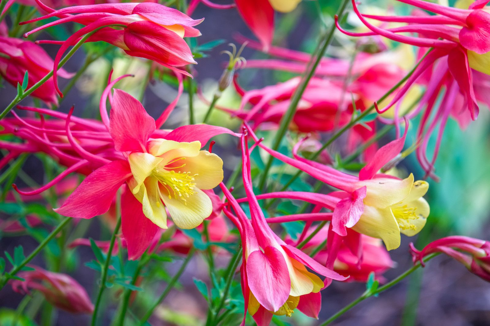 bloemblaadjes, Tuin, exotisch