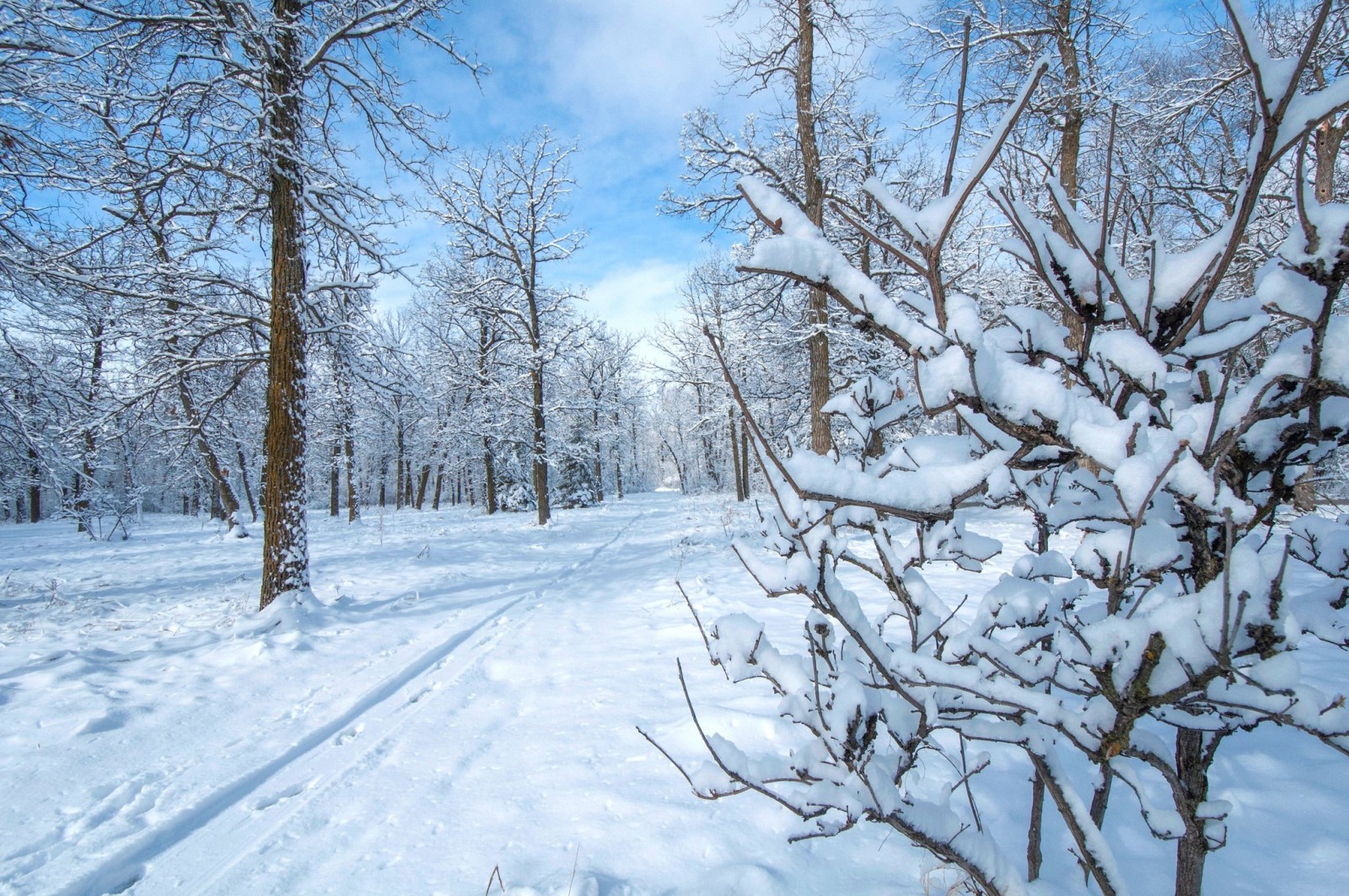 neige, parc, hiver, des arbres