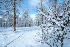 Park, Schnee, Bäume, Winter