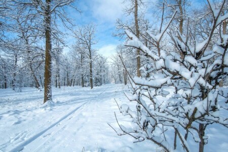 Parkere, snø, trær, vinter