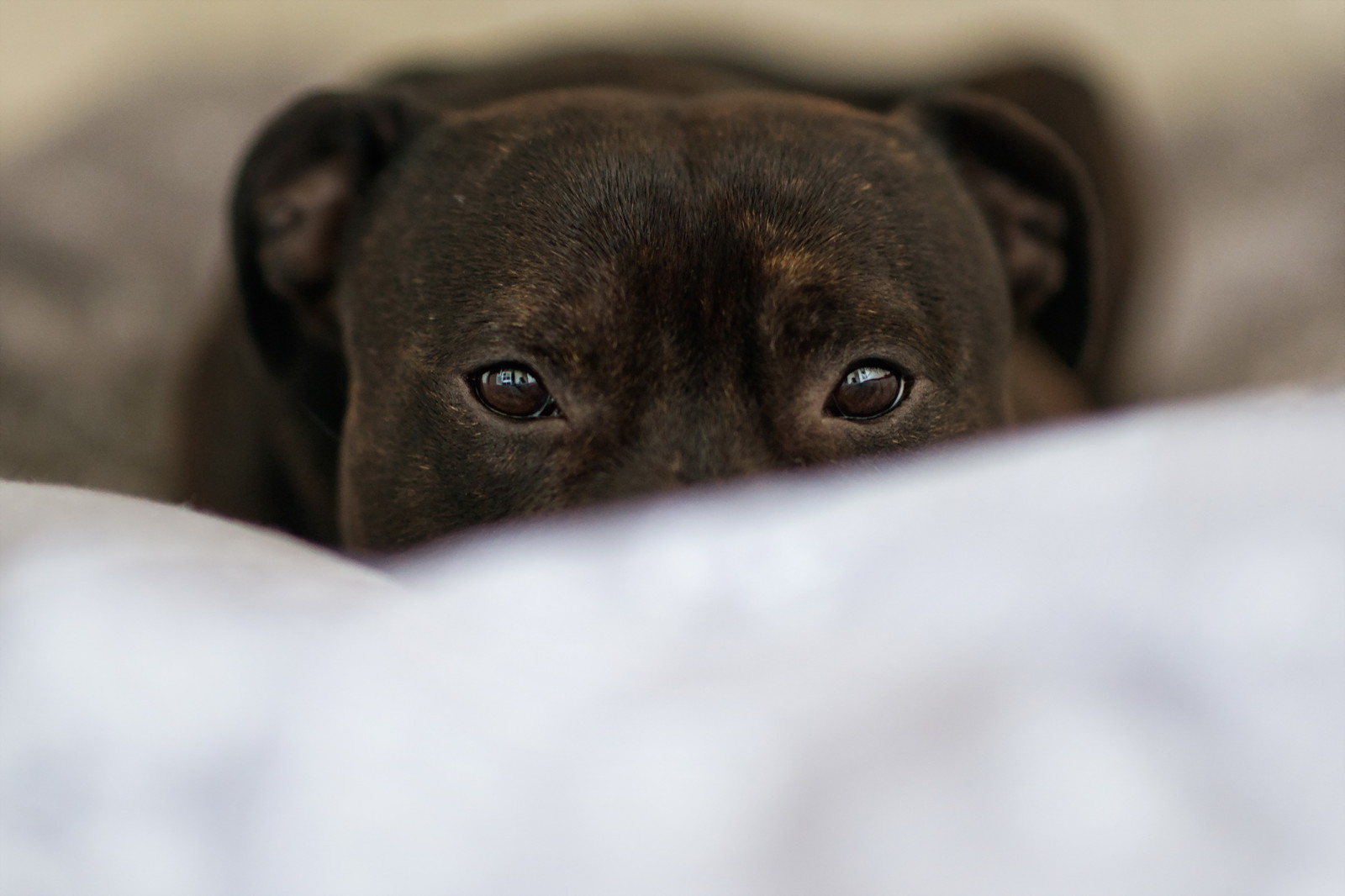 Veja, cachorro, cada