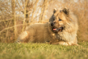 chien, l'eurasier