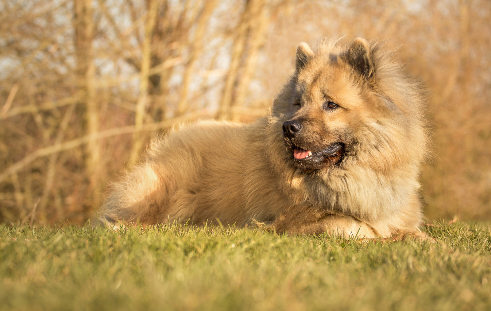 dog, the eurasier