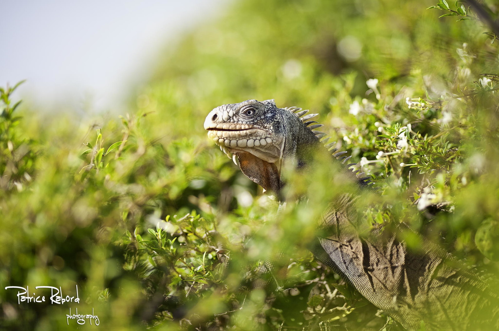 la nature, les plantes, prédateur, lézard