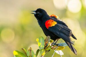 beak, bird, branch, color, feathers, leaves