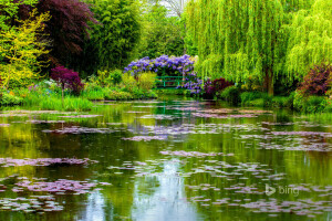 Puente, Francia, Giverny, Jardín de Monet, Normandía, estanque, primavera