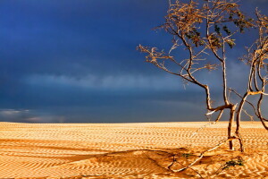 Desierto, paisaje, árbol