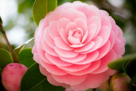 bloemknoppen, Camelia, bladeren, roze