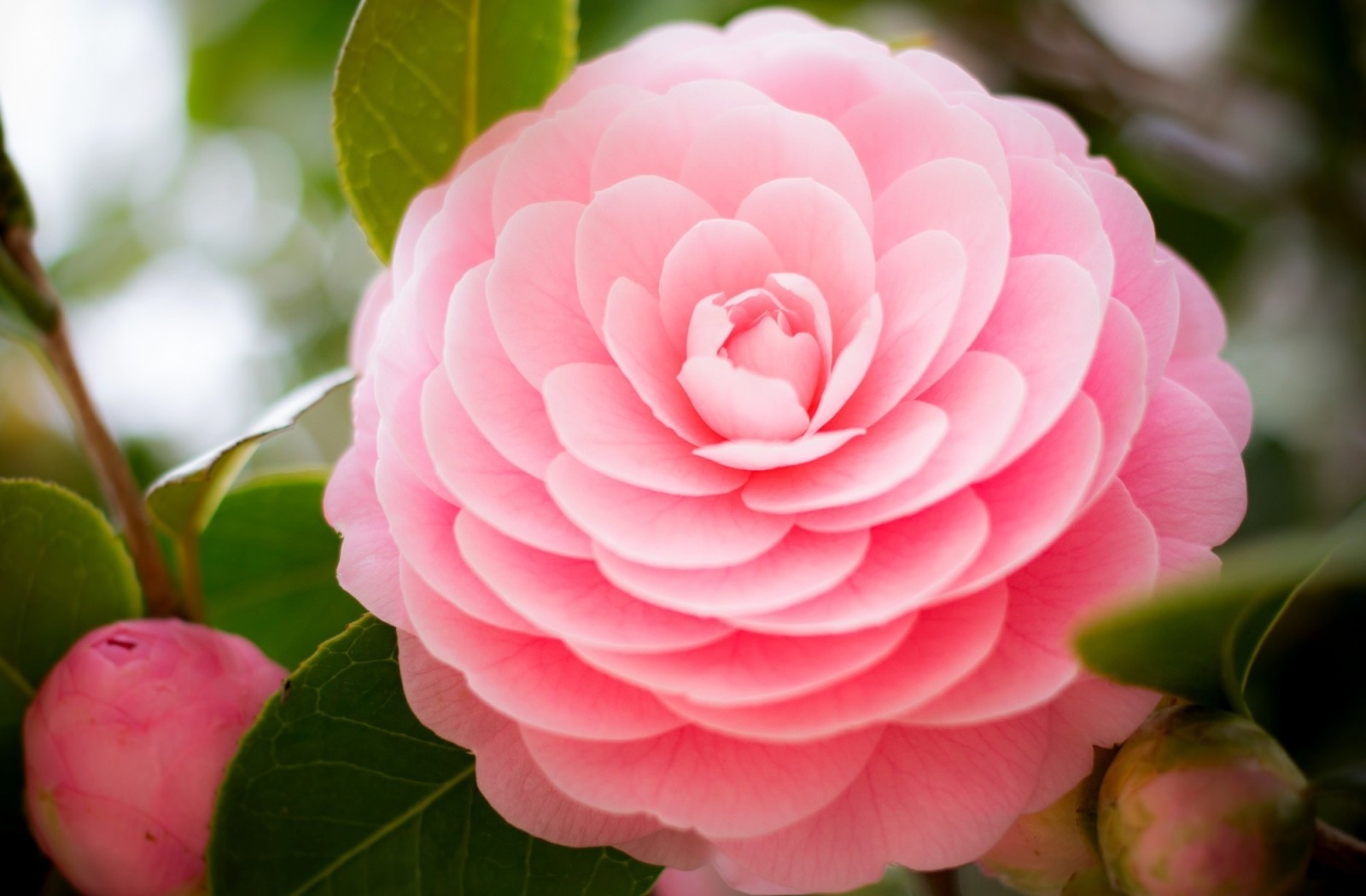 roze, bladeren, bloemknoppen, Camelia