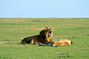 field, grass, Leo, lioness, the sky