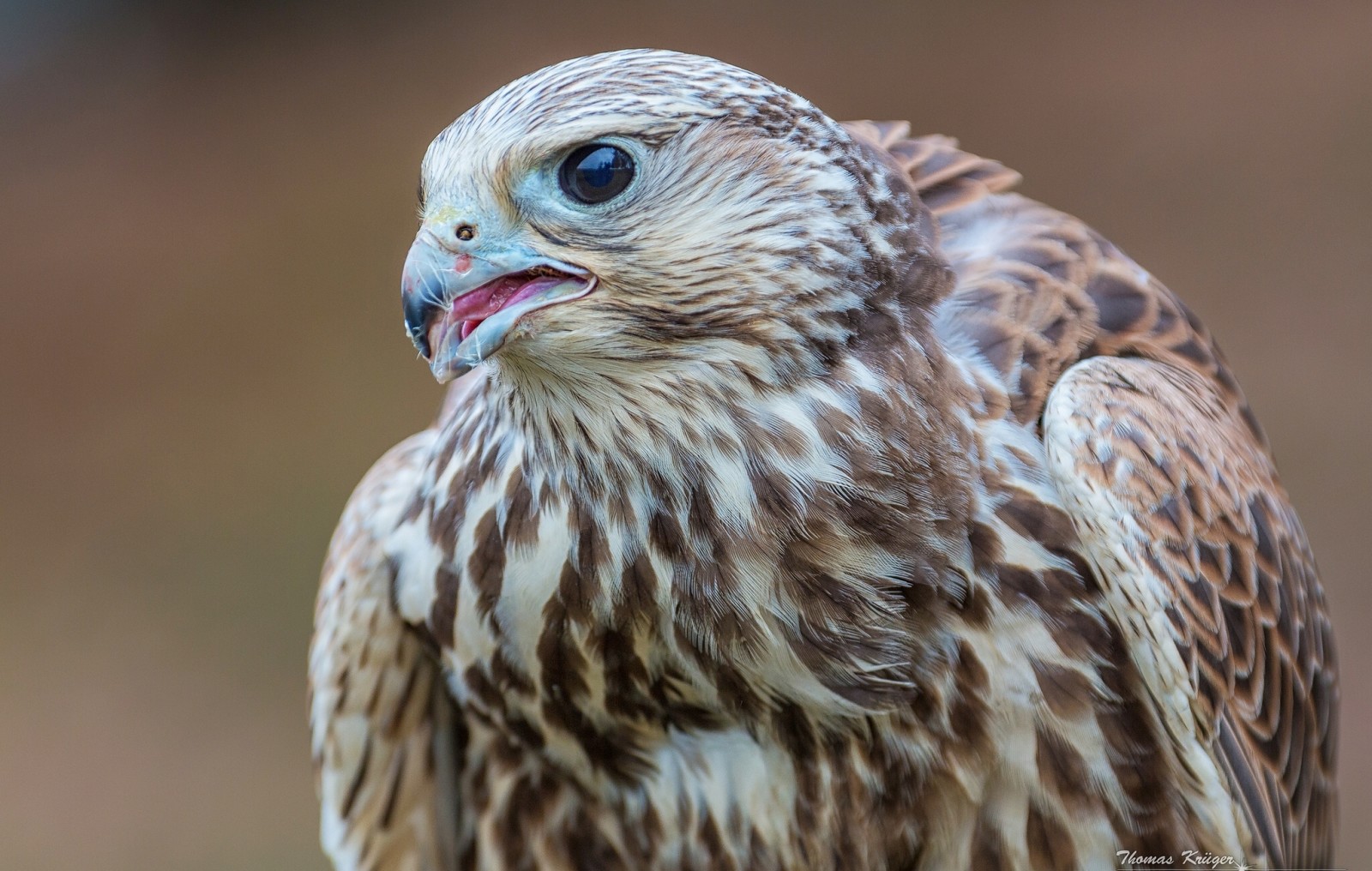 vogel, Valk, The Saker