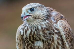 oiseau, Faucon, The Saker