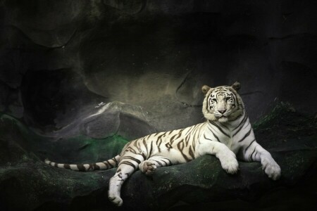 rocas, permanecer, piedras, Tigre blanco, gato salvaje